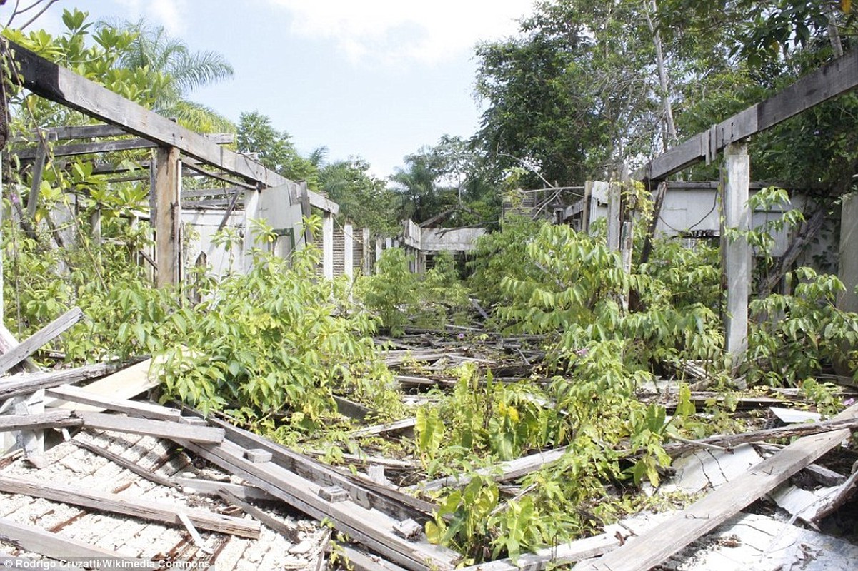 Vung dat ma Fordlandia giua rung Amazon rong lon-Hinh-2